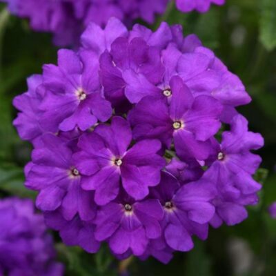 VERBENA 'VIRGO PURPLE BLUE'/IJZERHARD - Afbeelding 2