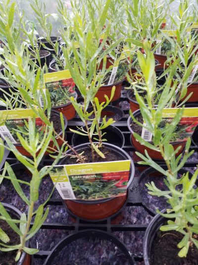 Artemisia dracunculus - dragon - estragon