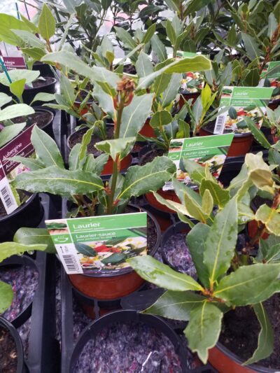 Laurus nobils - laurier - laurier - Afbeelding 2