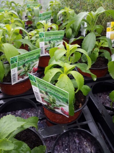 Stevia rebaudiana - suikerplantje - plante sucrée