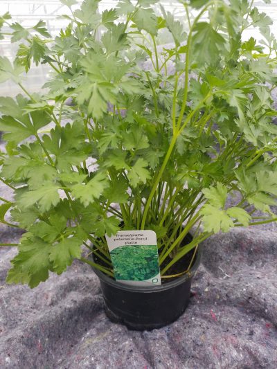 Petroselinum crispum - peterselie franse/ platte - persil platte