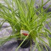 Allium schoenoprasum - bieslook - ciboulette