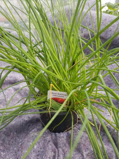Allium schoenoprasum - bieslook - ciboulette