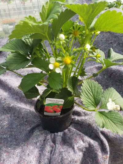 Aardbeien - Fraisiers