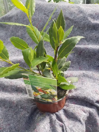 Laurus nobils - laurier - laurier