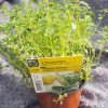 Thymus citr. 'Lemon' - citroentijm - thym citron