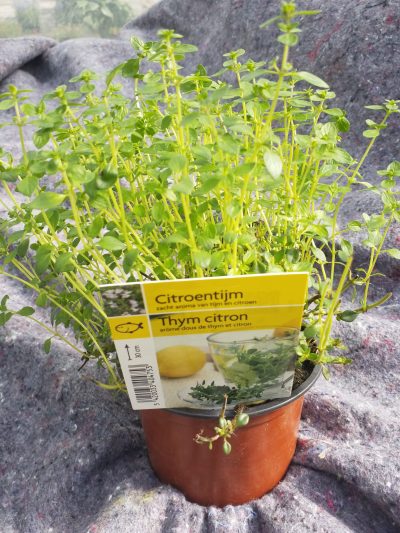 Thymus citr. 'Lemon' - citroentijm - thym citron