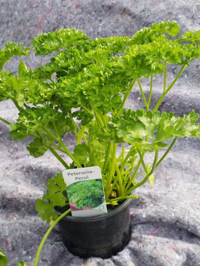 Petroselinum crispum - peterselie - persil