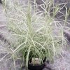 Helichrysum italicum - kerrieplant - immortelle
