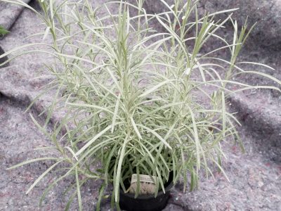 Helichrysum italicum - kerrieplant - immortelle