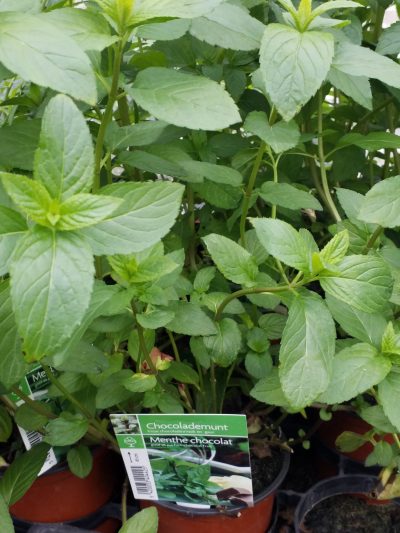 Mentha piperita 'Chocolate' - chocolade munt - menthe Chocolat