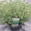 Thymus vulg 'Compactus' - compacte tijm - thym compacte