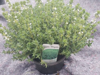 Thymus vulg 'Compactus' - compacte tijm - thym compacte