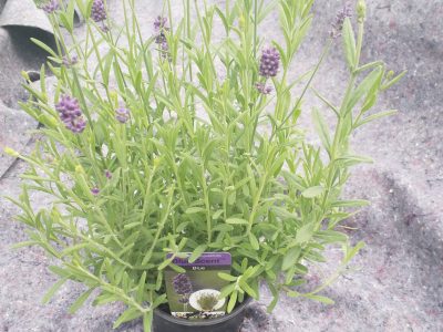 Lavandula angustifolia - lavendel - lavende