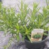 Rosmarinus officinalis - rozemarijn - rosmarin