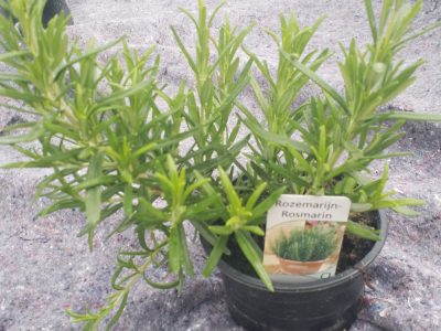 Rosmarinus officinalis - rozemarijn - rosmarin