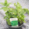 Mentha spicata  - groene munt - menthe vert