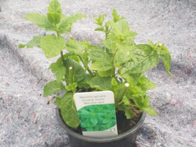 Mentha spicata  - groene munt - menthe vert