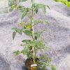 Tomaat aperitief geel - tomate cerise jaune