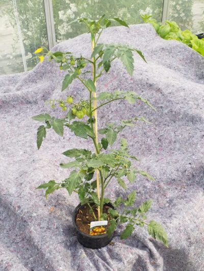 Tomaat aperitief geel - tomate cerise jaune