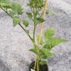 Vleestomaat - tomate a chair ferme