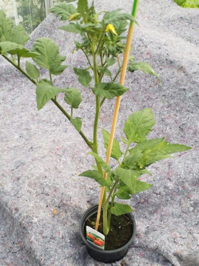 Tomaat tros - tomate a grappes