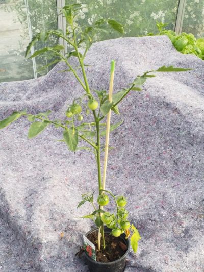 Tomaat aperitief - tomate 'Cerise'