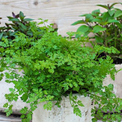Anthriscus cerifolium - kervel - cerfeuil