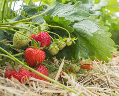Aardbeien - Fraisiers - Afbeelding 2