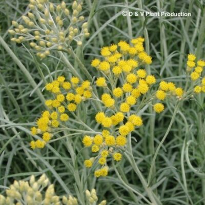 Helichrysum italicum - kerrieplant - immortelle - Afbeelding 2