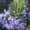 Rosmarinus officinalis - rozemarijn - rosmarin - Afbeelding 2
