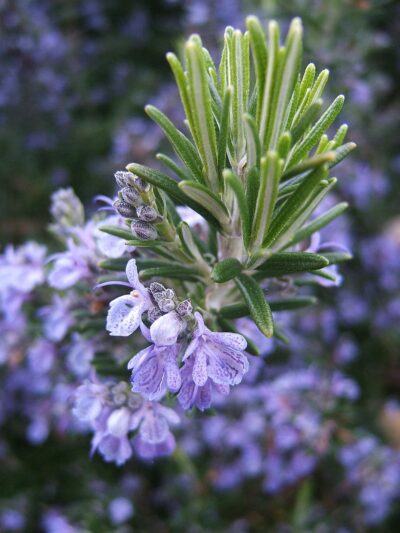 Rosmarinus officinalis - rozemarijn - rosmarin - Afbeelding 2