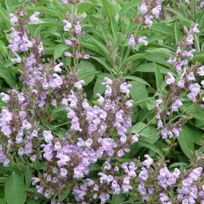 Salvia officinalis - salie - sauge - Afbeelding 2