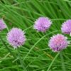 Allium schoenoprasum - bieslook - ciboulette - Afbeelding 2