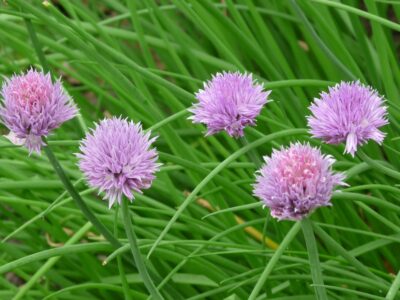 Allium schoenoprasum - bieslook - ciboulette - Afbeelding 2