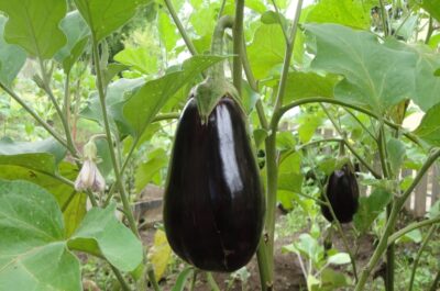 Aubergine - Aubergine - Afbeelding 2