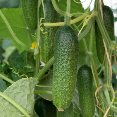 Augurk - Cornichon - Afbeelding 2