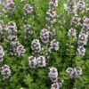 Thymus citr. 'Lemon' - citroentijm - thym citron - Afbeelding 2