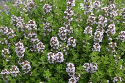 Thymus citr. 'Lemon' - citroentijm - thym citron - Afbeelding 2