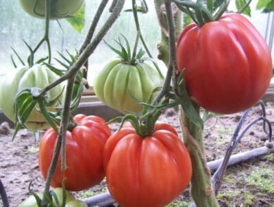 Tomaat - tomate 'Coeur de Boeuf' - Afbeelding 2