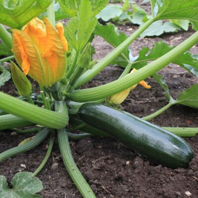Courgette - Courgette - Afbeelding 2