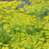 Anethum graveolens - dille - anèthe - Afbeelding 2