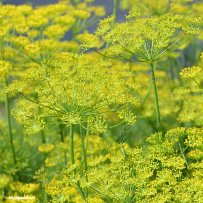 Anethum graveolens - dille - anèthe - Afbeelding 2