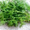 Anethum graveolens - dille - anèthe