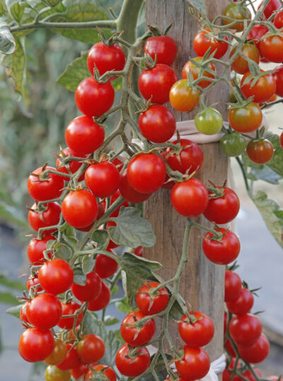 Tomaat aperitief - tomate 'Cerise' - Afbeelding 2