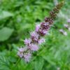Mentha spicata  - groene munt - menthe vert - Afbeelding 2