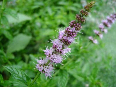 Mentha spicata  - groene munt - menthe vert - Afbeelding 2