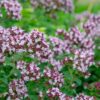 Origanum vulgare - oregano - marjoleine - Afbeelding 2