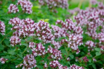 Origanum vulgare - oregano - marjoleine - Afbeelding 2