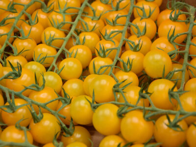 Tomaat aperitief geel - tomate cerise jaune - Afbeelding 2